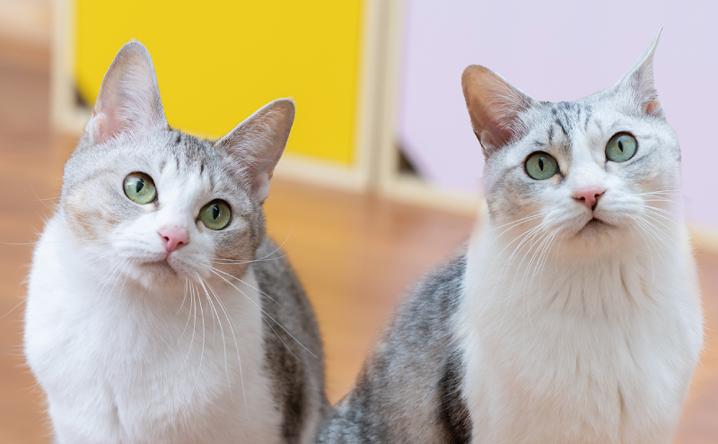 どうぶつフレンド塾